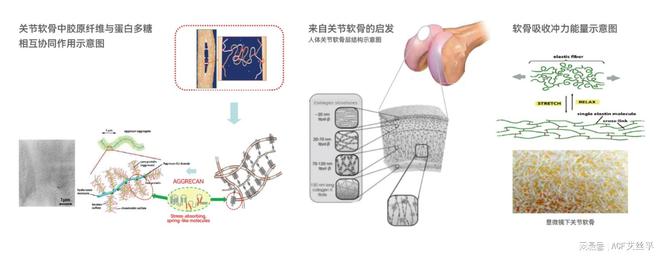 广体—林至运动防护与高分子材料联合实验室的设计创新与研究方向
