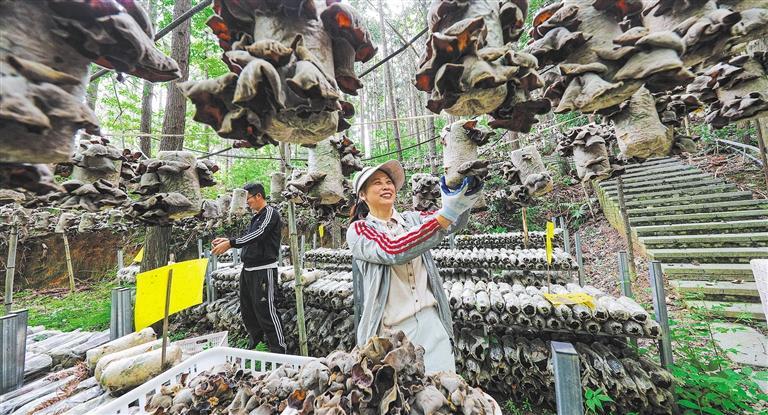 【高质量发展产业调研】林下生金(图1)