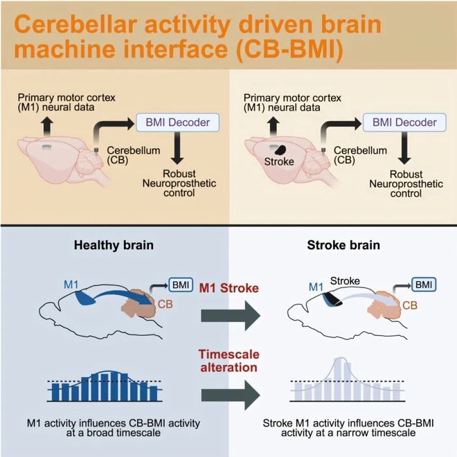 追问daily 为何很多事情睡一觉就好；大脑冒险机制与童年资源有关；小脑或将成为控制假肢的新大脑(图1)